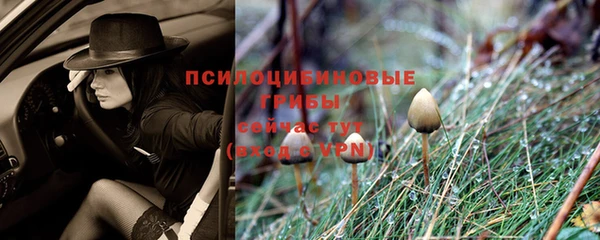 стафф Россошь